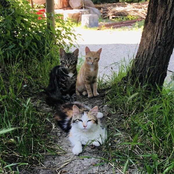 gatti
