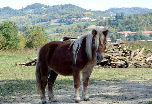 pony
